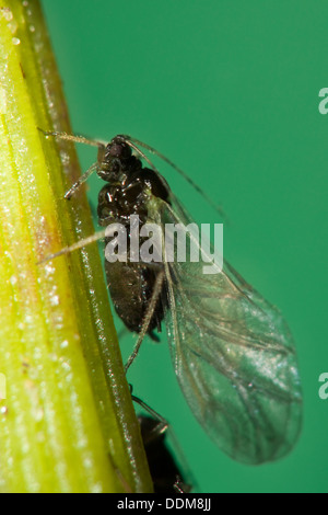 BlackFly, schwarze Bohnen-Blattlaus, Rüben Blatt Blattlaus, Blattlaus ...