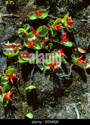 Zwerg-Weide (Salix Herbacea) Samenkapseln und kleine Blätter Stockfoto