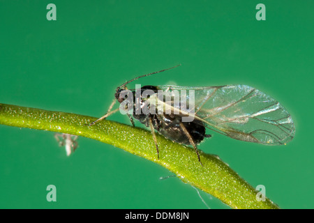 BlackFly, schwarze Bohnen-Blattlaus, Rüben Blatt Blattlaus, Blattlaus, Blattläuse, Schwarze Bohnenlaus, Schwarze Bohnenblattlaus, Aphis fabae Stockfoto