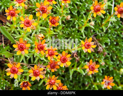 Gelber Steinbrech (Saxifraga Aizoides) Bergblumen, rot/goldenen Variante Stockfoto