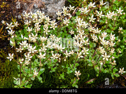 Sternenhimmel-Steinbrech (Saxifraga Stellaris) Blumen Stockfoto