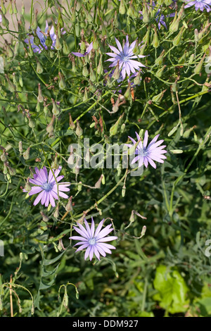 Salat, Blauer Lattich, Lactuca Perennis blau Stockfoto