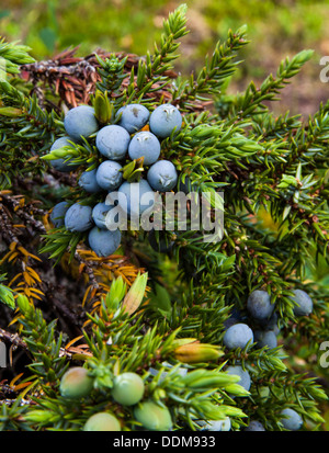 Gemeinsamen Wacholder (Juniperus Communis) Zweigen und Beeren Stockfoto