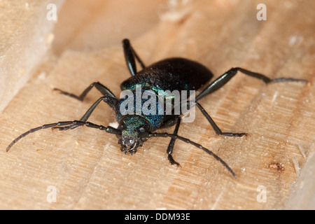 Violet Eichenlohehaufen Käfer, Callidium Violaceum, Blauvioletter Scheibenbock, Veilchenbock, Blauer Scheibenbock, Scheibenbockkäfer Stockfoto