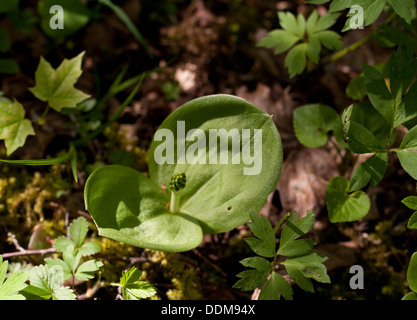 Young gemeinsame Nestwurzen (Listera Ovata) Knospen und Blätter Stockfoto