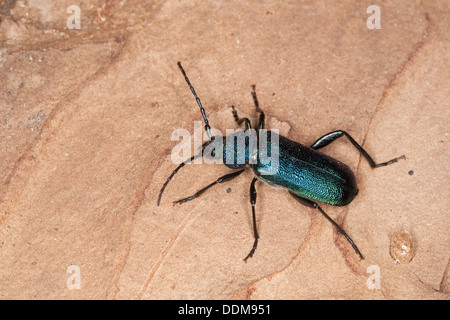 Violet Eichenlohehaufen Käfer, Callidium Violaceum, Blauvioletter Scheibenbock, Veilchenbock, Blauer Scheibenbock, Scheibenbockkäfer Stockfoto