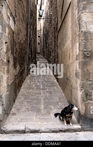 Gassen in Cortona mit kleiner Hund, Toskana in Italien Stockfoto