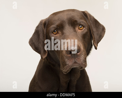 Chocolate Labrador Retriever Erwachsene Hündin Porträt auf weißen Studio-Hintergrund Stockfoto