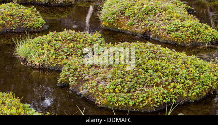 Moltebeere (Rubus Chamaemorus) Grasbüschel mit Gesundheitsbeauftragten Beeren Stockfoto