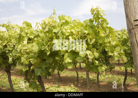 Biddenden Vineyard Kent England Großbritannien Reihen von Reben mit reifenden Trauben aus weißen Trauben produziert prämierten Weinen an einem schönen Sommertag Stockfoto