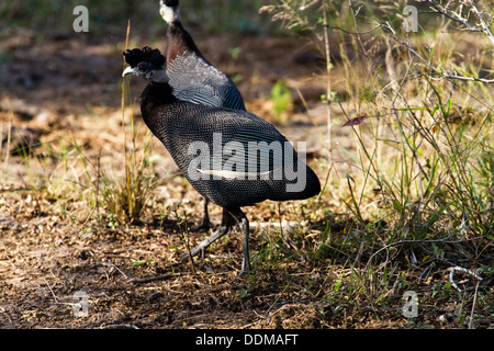 Crested Perlhuhn (Guttera Pucherani) Stockfoto