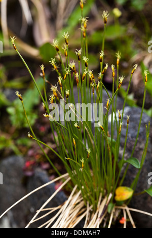 Alpine Rohrkolben (Trichophorum Alpinum) Stängel und Blüten Stockfoto