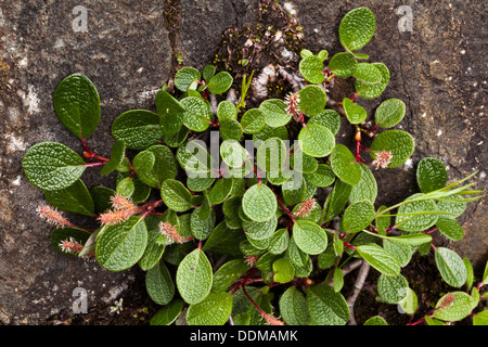 NET-leaved Weide (Salix Reticulata) Blätter und Blüten Stockfoto