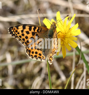 Nahaufnahme von einer Königin von Spanien Fritillary Butterfly (Issoria Lathonia) Stockfoto