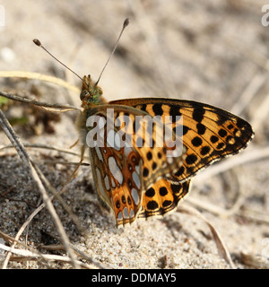 Nahaufnahme von einer Königin von Spanien Fritillary Butterfly (Issoria Lathonia) Stockfoto