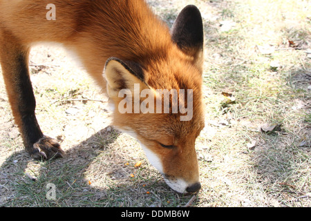 Rotfuchs (Vulpes Vulpes) Kommissionierung ein Duft und nach einer Strecke, auf der Suche nach Nahrung Stockfoto