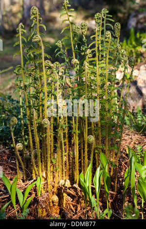 Wurmfarn (Dryopteris Filix-Mas) jungen Sprossen Stockfoto