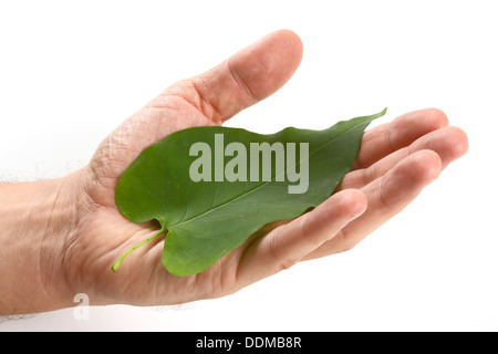 grünes Blatt liegt auf der Handfläche isoliert auf weißem Hintergrund Stockfoto