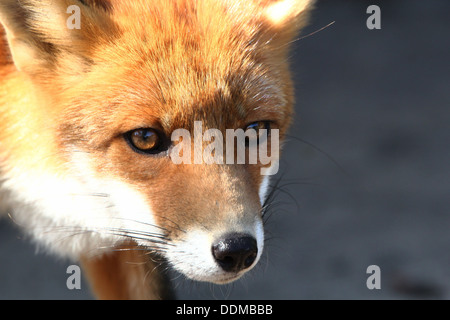 Rotfuchs-Porträt Stockfoto