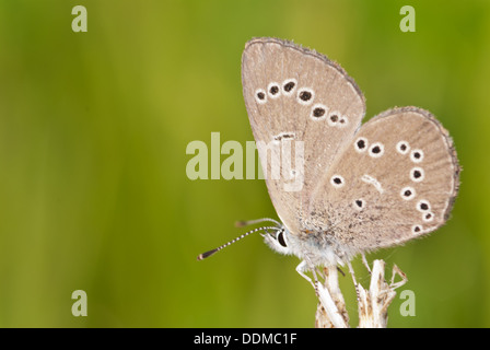 Silbriger blauer Schmetterling (Glaucopsyche Lygdamus) thront auf der Spitze von einem Zweig, Wagner Moor, Alberta Stockfoto