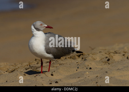 Grey-headed Gull (Chroicocephalus Cirrocephalus) am Strand Stockfoto