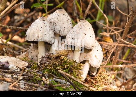 Glatte Tinte GAP (Coprinus Atramentarius) wächst in einer Gruppe auf der Wald Boden, weiße Fichten-Wald, St. Albert, Alberta Stockfoto