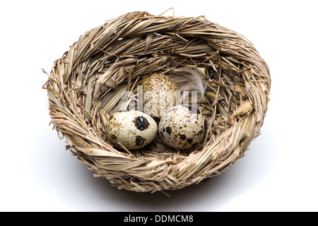 Wachteleier im nest Stockfoto