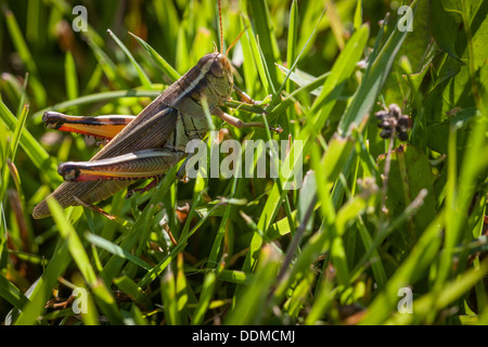großen Trichter sitzen in großen grünen Rasen Stockfoto