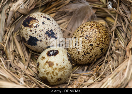 Wachteleier im nest Stockfoto