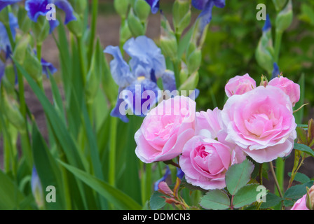 Ein Cluster von Morden Röte stieg (Rosa Spp) Blüten mit blauen Schwertlilien im Hintergrund, in einem Garten in St. Albert, Alberta Stockfoto