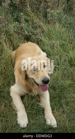 Golden Retriever-Labrador-Welpe glücklich Graspflanzen zur Festlegung Stockfoto