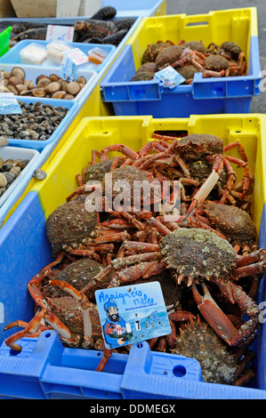 Krabben, Hummer und andere Meeresfrüchte auf den Verkauf zu einem typischen Markt in Coutances, Normandie, Frankreich. Stockfoto