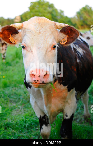 Normandie Vieh, eine Rasse aus der Normandie im Norden Frankreichs. Stockfoto