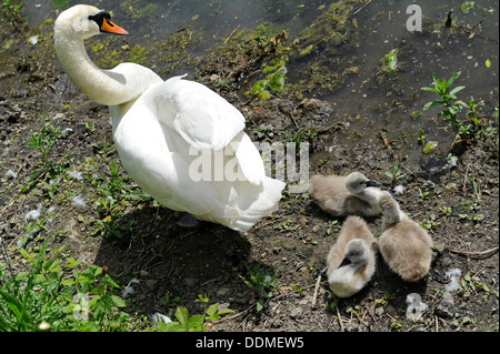 Weibliche Höckerschwan und drei Cygnets. Stockfoto