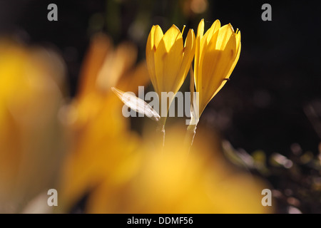 Gelbe Wiese Safran auf einem Hügel in der Toskana Stockfoto