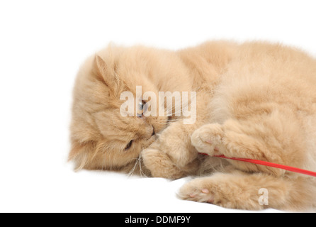 Persische Katze auf weißem Hintergrund Stockfoto