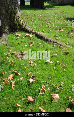 Die Wurzel des Baumes auf der grünen Wiese Stockfoto