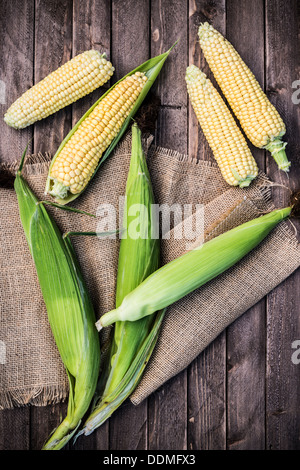 Frisch gepflückt Mais Maiskolben. Stockfoto