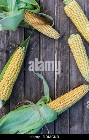 Frisch gepflückt Mais Maiskolben. Stockfoto