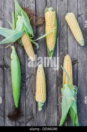 Frisch gepflückt Mais Maiskolben. Stockfoto