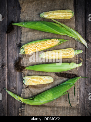 Frisch gepflückt Mais Maiskolben. Stockfoto