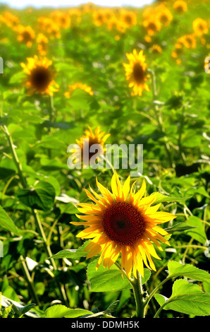 Nahaufnahme einer Sonnenblume auf französischen Gebiet Stockfoto