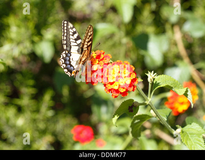 Lecken der Pollen von einer Blume Schmetterling Stockfoto