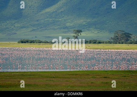 Flamingos in Afrika Tansania Sammlung Stockfoto