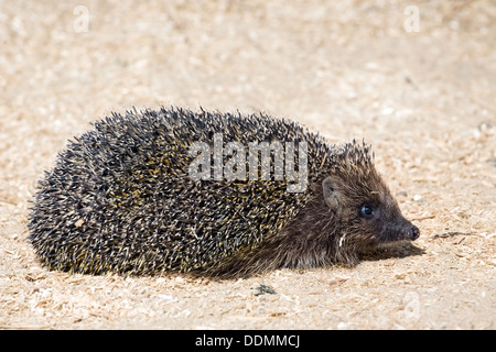 Nahaufnahme der kleine lustige Igel auf Sägemehl Hintergrund, Seitenansicht Stockfoto