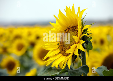 eine große Sonnenblume auf breitem, gelbem Feld Hintergrund Stockfoto