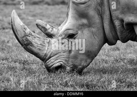 Rhino Essen eine Rasen-Nahaufnahme Stockfoto