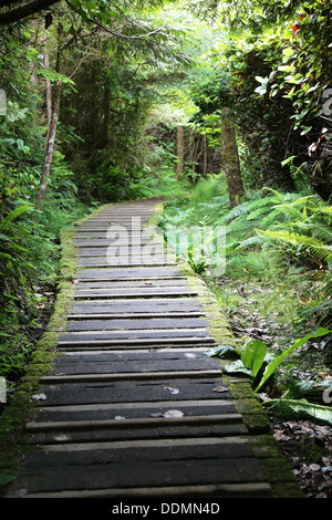 Westküste-Regenwald-Promenade Stockfoto