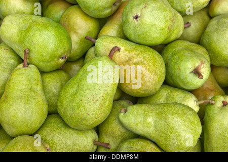 Bartlett Birnen "Pyrus Communis" geerntet. Stockfoto