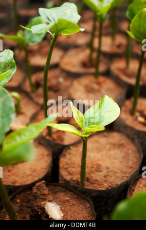 junge Pflanze Pflanzen Sasha Inchi jung in Landwirtschaft Plantage Stockfoto